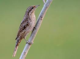 Attēlu rezultāti vaicājumam “Jynx torquilla adult”