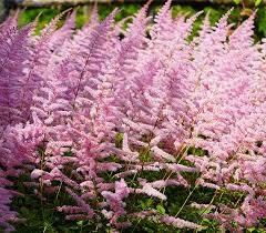 Attēlu rezultāti vaicājumam “Astilbe chinensis”