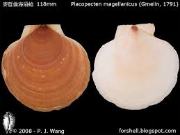 Image result for Placopecten magellanicus