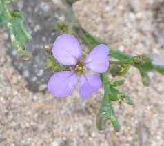 Attēlu rezultāti vaicājumam “Cakile maritima subsp. baltica flower”