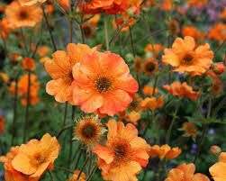 Attēlu rezultāti vaicājumam “Geum x intermedium flower”