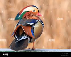 Attēlu rezultāti vaicājumam “Aix galericulata”