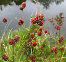 Attēlu rezultāti vaicājumam “xComagaria rosea  flower”