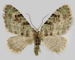 Attēlu rezultāti vaicājumam “Chloroclystis v-ata”