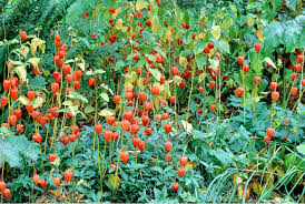 Image result for Lampionblume