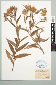 Attēlu rezultāti vaicājumam “Inula britannica”