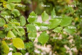 Attēlu rezultāti vaicājumam “Ulmus laevis”