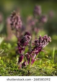 Image result for Petasites officinalis