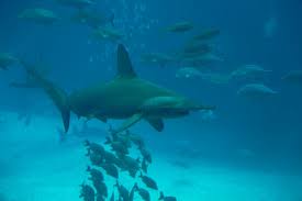 Image result for Sphyrna