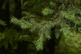 Attēlu rezultāti vaicājumam “Taxus wallichiana”