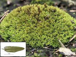 Attēlu rezultāti vaicājumam “Barbula unguiculata macro”