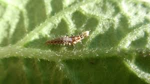 Attēlu rezultāti vaicājumam “Chrysopidae larva”