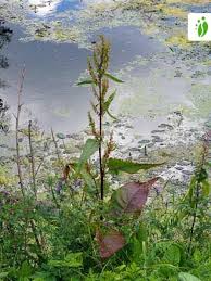 Attēlu rezultāti vaicājumam “Rumex aquaticus”