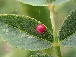 Attēlu rezultāti vaicājumam “Diplolepis eglanteriae”