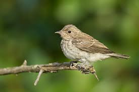 Attēlu rezultāti vaicājumam “Muscicapa striata juvenile”