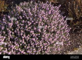 Attēlu rezultāti vaicājumam “Erica x darleyensis”