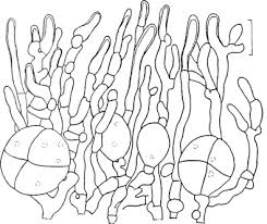 Attēlu rezultāti vaicājumam “Phleogena faginea sessile”