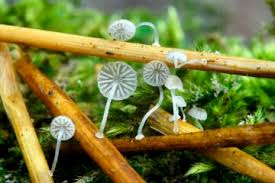 Attēlu rezultāti vaicājumam “Tremellodendropsis tuberosa”