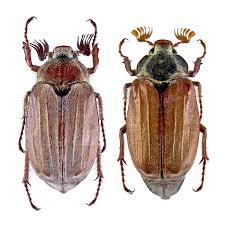 Attēlu rezultāti vaicājumam “Melolontha melolontha”