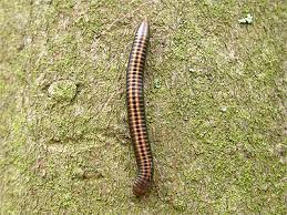 Attēlu rezultāti vaicājumam “Ommatoiulus sabulosus”