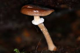 Attēlu rezultāti vaicājumam “Armillaria sp.”