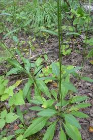 Attēlu rezultāti vaicājumam “Succisa pratensis leaf”