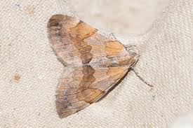 Attēlu rezultāti vaicājumam “Pennithera firmata”