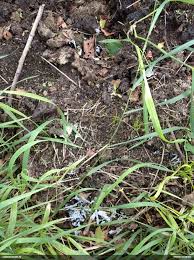 Attēlu rezultāti vaicājumam “Claustria didermoides”