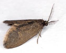 Attēlu rezultāti vaicājumam “Proutia betulina”