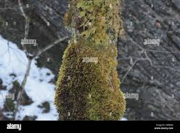 Attēlu rezultāti vaicājumam “Antitrichia curtipendula macro”