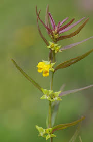 Attēlu rezultāti vaicājumam “Melampyrum sylvaticum”