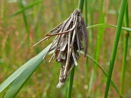 Attēlu rezultāti vaicājumam “Canephora hirsuta larva”