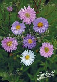 Image result for Aster novi-belgii