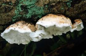 Attēlu rezultāti vaicājumam “Skeletocutis nivea”