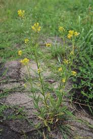 Attēlu rezultāti vaicājumam “Erysimum cheiranthoides”