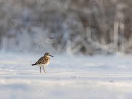 Attēlu rezultāti vaicājumam “Calidris minuta”