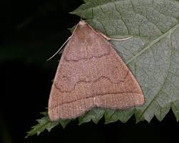 Attēlu rezultāti vaicājumam “Zanclognatha tarsipennalis”