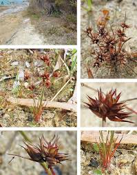 Attēlu rezultāti vaicājumam “Juncus capitatus”