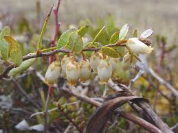 Attēlu rezultāti vaicājumam “Chamaedaphne calyculata fruit”