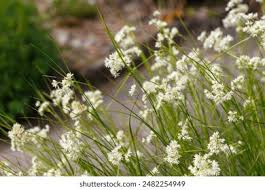 Attēlu rezultāti vaicājumam “Luzula luzuloides leaf”