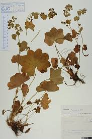 Image result for Frauenmantel