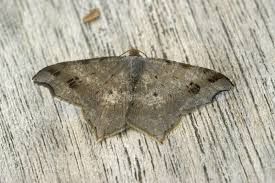 Attēlu rezultāti vaicājumam “Macaria notata”