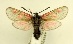 Attēlu rezultāti vaicājumam “Zygaenidae”