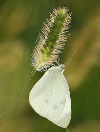 Attēlu rezultāti vaicājumam “Pieris rapae male”