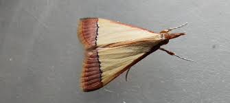 Attēlu rezultāti vaicājumam “Agrotis ripae”