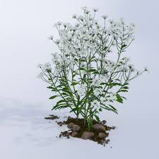 Image result for Iberis amara