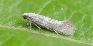 Attēlu rezultāti vaicājumam “Elachistidae”