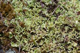 Attēlu rezultāti vaicājumam “Cladonia ramulosa”