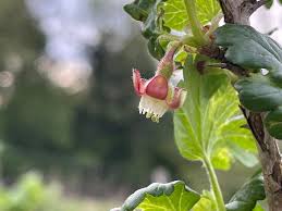 Attēlu rezultāti vaicājumam “Ribes uva-crispa flower”
