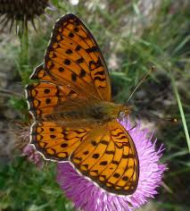Attēlu rezultāti vaicājumam “Argynnis niobe”